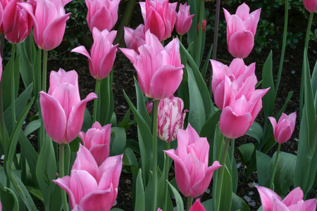 A single white and pink tulip in the garden surrounded by pink tulipsの写真素材