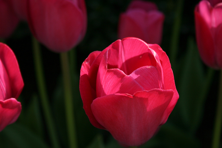 Bright Pink tulip under the sunの写真素材