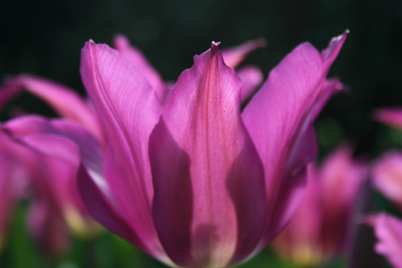 A single magenta tulip lit by sunlightの写真素材