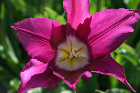 Up close open Fuchsia Tulip in Central Parkの写真素材