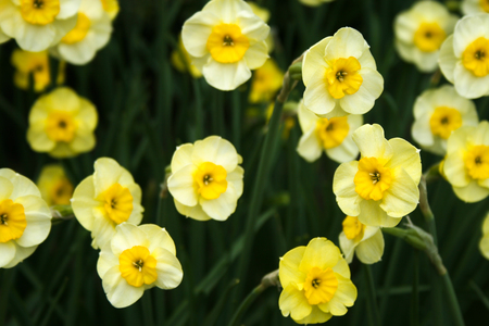 Pale Yellow Daffodils in the gardenの写真素材