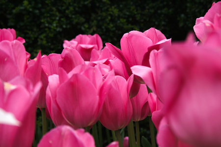 Pink Tulips in bloomの写真素材