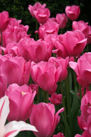 Pink Tulips in the gardenの写真素材