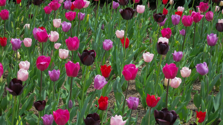 Purple and Pink Tulipsの写真素材