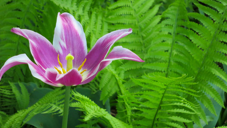Pink and White Open Bloom Tulipの写真素材