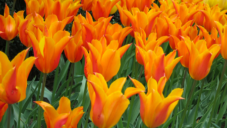 Bright Orange and Pink Tulipsの写真素材