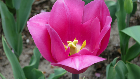 Close up of the open pink tulip in the gardenの写真素材