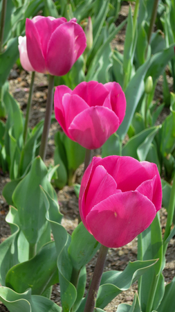 Three Bright Pink Tulips bloomingの写真素材