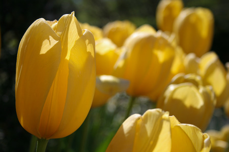 Yellow Tulips in the gardenの写真素材