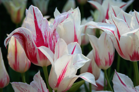 White and pink tulipsの写真素材