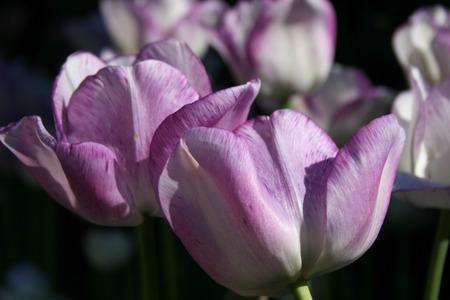Delicate lavender tulips up closeの写真素材