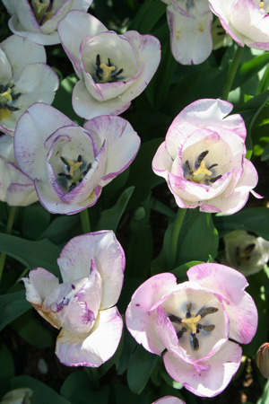 Long stems of delicate lavender tulips close upの写真素材