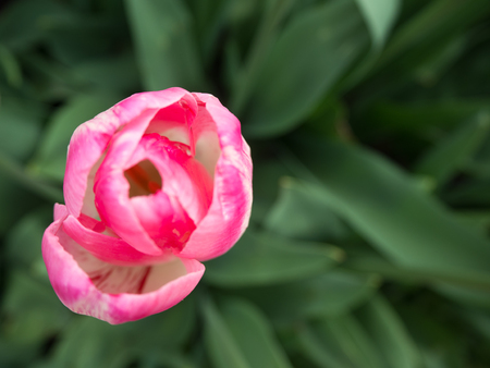 Single Pink and White Tulip blooming from aboveの写真素材