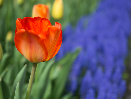 Orange Tulip with grape hyacinthの写真素材