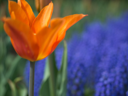 Orange and Pink tulip bloomed with grape hyacinthの写真素材