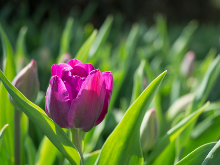 Single Fuchsia Tulip in bloomの写真素材