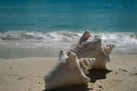 Close up of Conch shells and waves on an Anguilla beachの写真素材