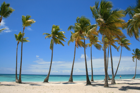 Tropical Palm Trees on Caribbean beachの写真素材
