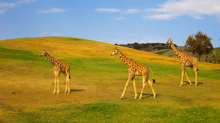 Giraffes grazing in a safari parkの写真素材