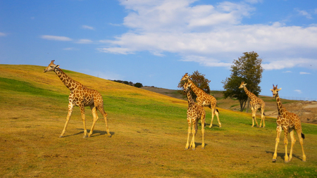 Family of Giraffes on a sunny dayの写真素材