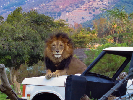 Male Lion posing for his portrait as he rests on a carの写真素材