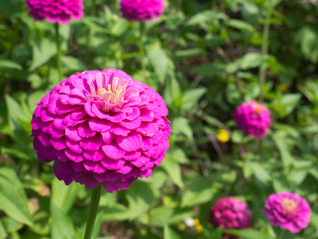 Bright Pink flower up close in the gardenの写真素材