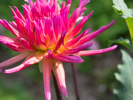 Bright Pink Flower at Wave Hill Gardenの写真素材