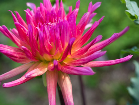 Bright Pink Dahlia Flower at Wave Hill Gardenの写真素材