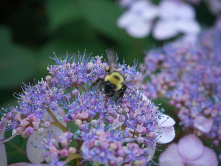Bumble bee on purple flowers in the Brooklyn Botanical Garden
