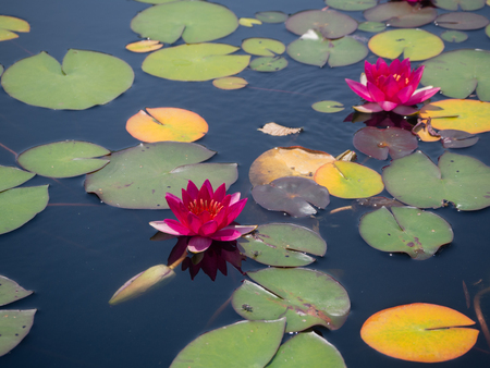 Bright pink Water Lilies at the Brooklyn Botanical Gardenの写真素材