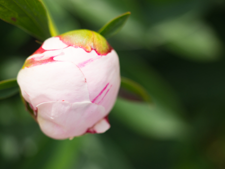 Close up of a pale pink rose bulb in the Brooklyn Botanical Gardenの写真素材