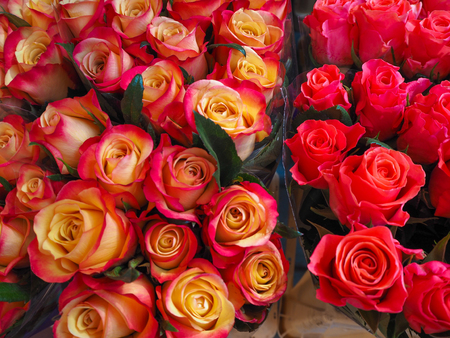 Red and Yellow and Bright Pink Rose Bouquets at the Farmers Market in Nice, Franceの写真素材