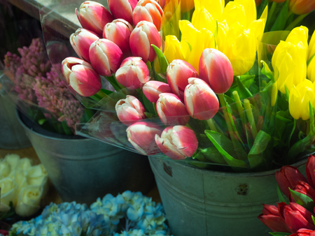 Pink and White and yellow Tulips at flower shopの写真素材