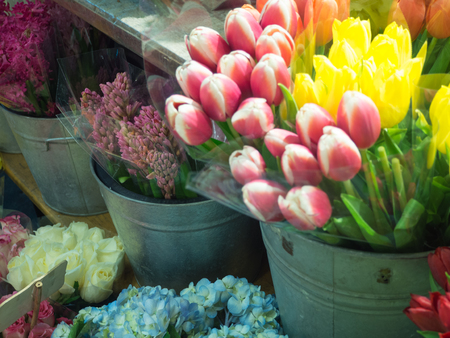 Pink and White and yellow Tulips in full bloom and for sale at the flower shopの写真素材