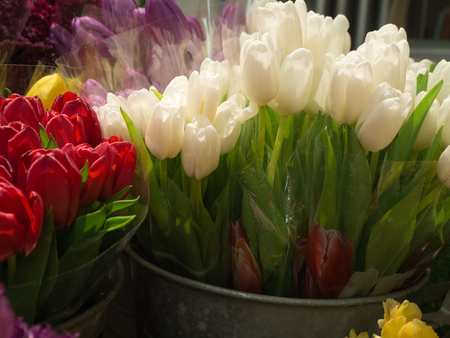 White and Red tulips for sale in the flower shopの写真素材