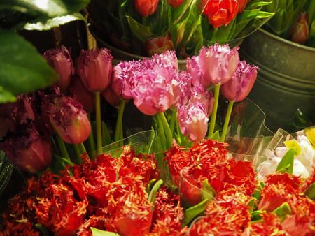 Red and Pink fringed tulips for sale at the flower marketの写真素材