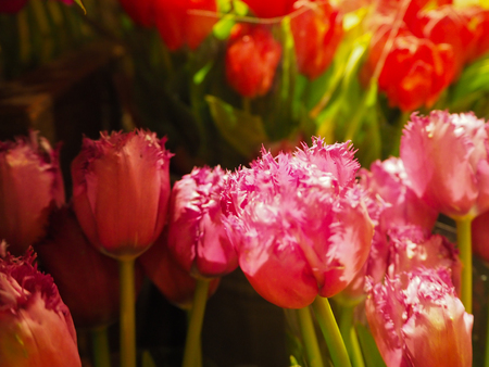 Pink Fringed Tulip petals on sale at the flower marketの写真素材