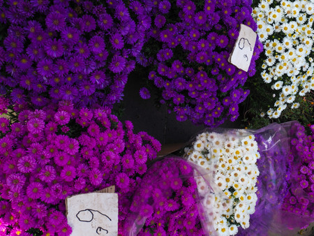 Purple and White Flowers at the Flower Markets in Nice, Franceの写真素材