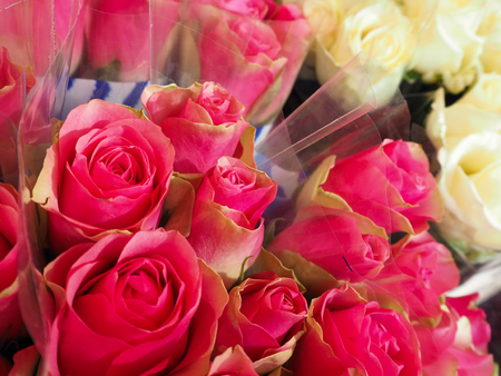 Bright Pink and white Roses at the Flower Market in Franceの写真素材