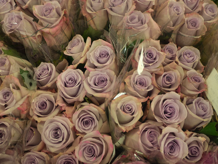 Lavender roses at the farmers marketの写真素材