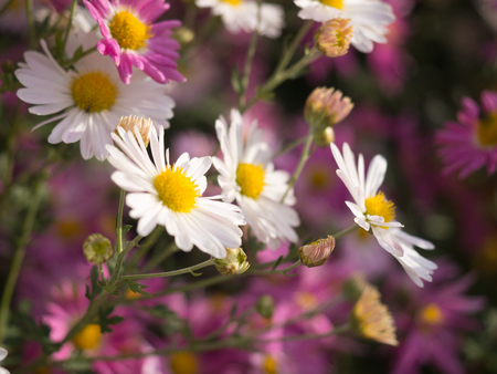 White Chrysanthemum Flowers blooming in Central Parkの写真素材