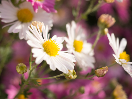 Close up White Chrysanthemum Flowers in bloomの写真素材