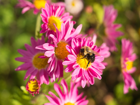Bumblebee feeding on bright pink Chrysanthemum flowers in Central Parkの写真素材