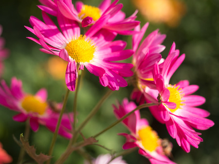 Bright Pink Mums flowers blooming in the garden in Central Parkの写真素材