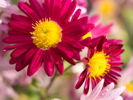 Magenta Chrysanthemum Flowers blooming in Central Parkの写真素材
