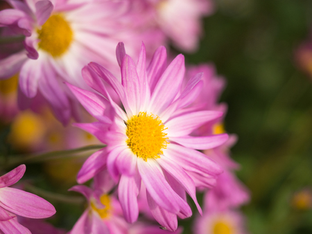 Close up of Pink and yellow Chrysanthemum flowers in Central Parkの写真素材