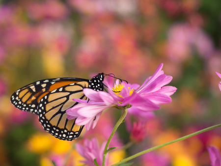 Profile of a beautiful butterfly on a pink Chrysanthemum flower in Central Parkの写真素材