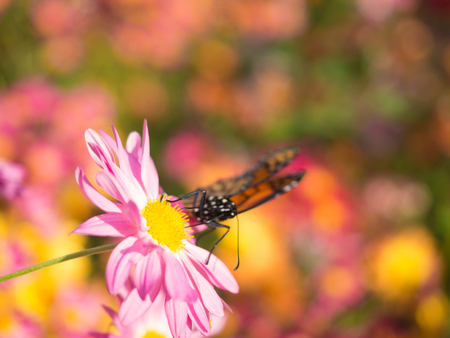 Butterfly landing on pink chrysanthemumsの写真素材