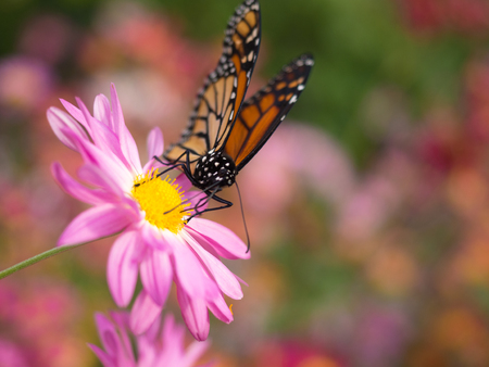 Butterfly lands on pink Chrysanthemum flowerの写真素材