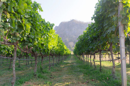 Fresh oranges isolated on white backgroundの写真素材